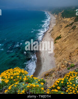 Golden Yarrow, wilden Strand, Point Reyes National Seashore, Kalifornien, Marin County, Kalifornien Stockfoto