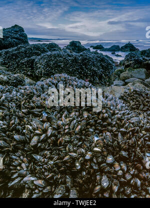 Muscheln, Gezeitentümpel, Kehoe Strand, Point Reyes National Seashore, Kalifornien, Marin County, Kalifornien Stockfoto