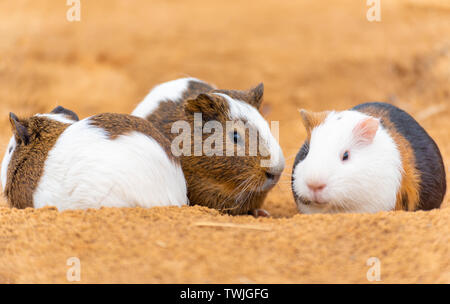 Drei entzückenden Meerschweinchen in der freien Clearing Stockfoto