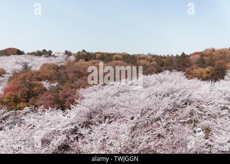 Kirschblüten im Touzhu Stockfoto