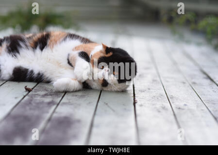 Eine persische exotische Katze liegend auf dem Deck Stockfoto