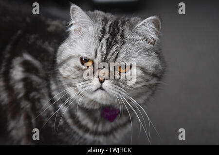 Frech, Katze, persische exotische schaut mürrisch Stockfoto