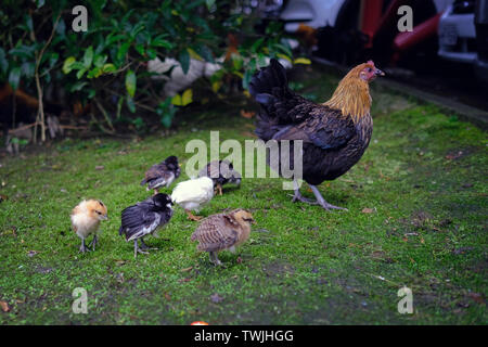 Hen und wenig Huhn, Kinder nach der Mutter auf dem Rasen Stockfoto