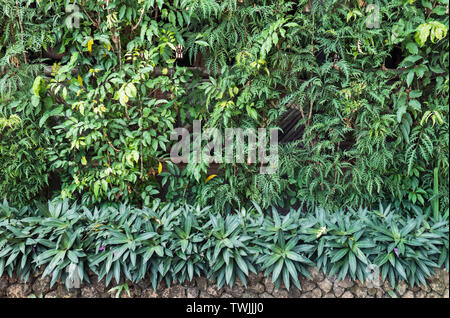 Grün verschiedene Pflanzen im Garten Wand Hintergrund Stockfoto