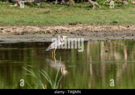 Lonely Reiher Futter in River Delta untiefen Stockfoto