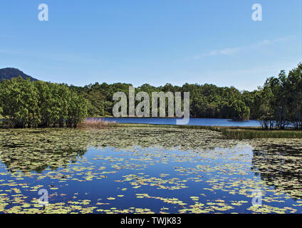 Jabiru See in Cattana Feuchtgebiete Naturschutz finden in der Nähe von Smithfield, im Norden der Region Cairns, Queensland, Australien Stockfoto