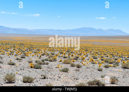 Puna grünland von trockenen Puna, Argentinien Stockfoto