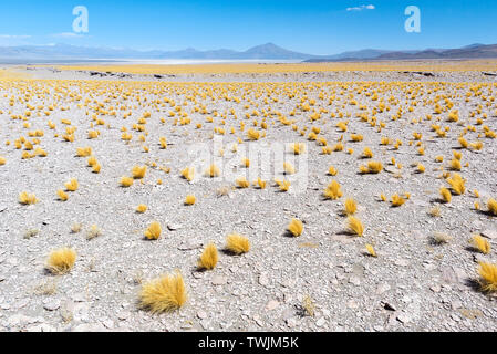 Puna grünland von trockenen Puna, Argentinien Stockfoto