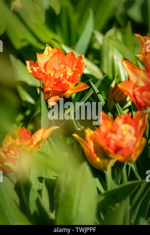 Schöne und bunte orange Tulpen auf dunkelgrünem Hintergrund. Große Nahaufnahmen von Tulip Festival. Stockfoto