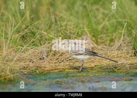 Bachstelze, Motacilla alba, kleinen beliebten Säugetierart aus europäischen Felder, Wiesen und Feuchtgebiete, Hortobagy National Park, Ungarn. Stockfoto