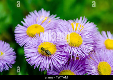 Biene auf lila Blüten. Bestäubung Prozess Stockfoto