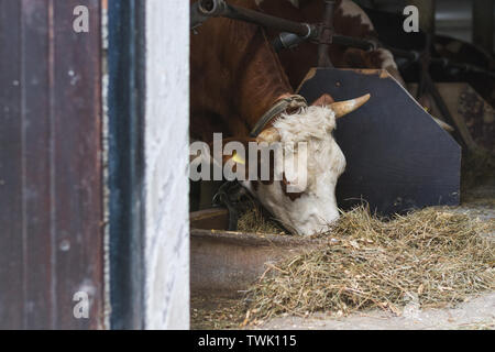 Fleckvieh Kuh Fütterung der Rinder Scheune Stockfoto