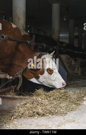 Fleckvieh Kuh Fütterung der Rinder Scheune Stockfoto