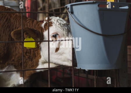 Entwöhnung Fleckvieh Kalb in Zaun Stockfoto