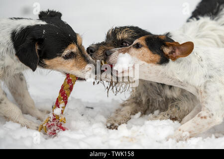 Jack Russell Terrier hunde Spielen mit Spielzeug zusammen im Winter im Schnee. close-up während der Wiedergabe Stockfoto