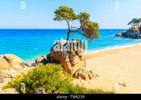 Pine Tree auf Rock am wunderschönen Strand kann Cristus in der Nähe von Cap Roig, Costa Brava, Spanien Stockfoto