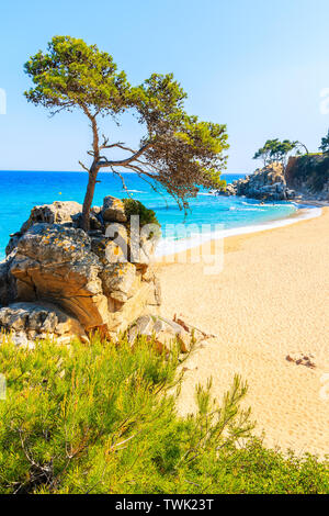 Pine Tree auf Rock am wunderschönen Strand kann Cristus in der Nähe von Cap Roig, Costa Brava, Spanien Stockfoto