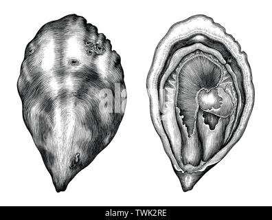 Antike Gravur Abbildung: Oyster Schwarz und Weiß Clipart auf weißem Hintergrund Stock Vektor