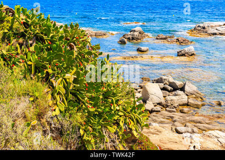 Kakteen Pflanzen auf Meer Küste in der Nähe von Calella, Costa Brava, Spanien Stockfoto