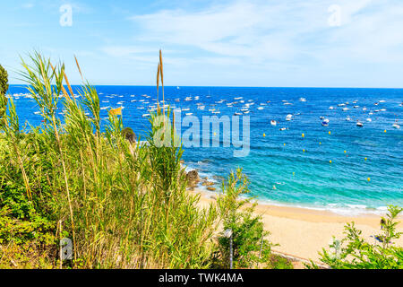 Super Strand von Calella de Palafrugell, malerischen Fischerdorf mit weißen Häusern und Sandstrand mit klarem, blauem Wasser, Costa Brava, Katalonien, Spanien Stockfoto