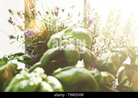 Close-up von Lavendel, Basilikum und Rosmarin in goldenes Sonnenlicht auf Terrasse oder Balkon Stockfoto