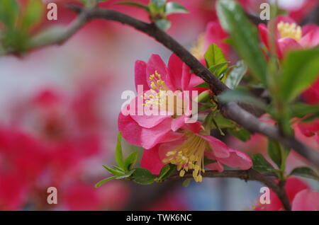 Begonie Blüte Stockfoto