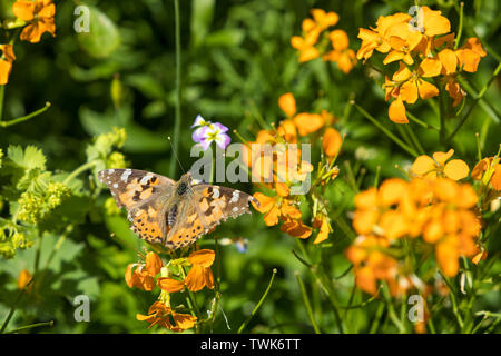 Distelfalter (Vanessa cardui) Schmetterling auf mauerblümchen Blüten in einem Garten Stockfoto