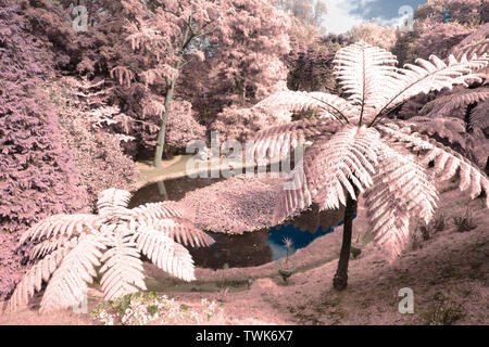 Simulierte infrarot Foto von baumfarne in Parque Terra Nostra. Furnas, Sao Miguel, Azoren, Portugal. Stockfoto