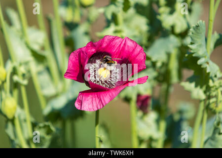 Bumble Bee Pollen sammeln in einer lila Blüte Mohn (Papaver somniferum) Stockfoto