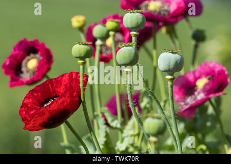 Hülsen und Blüte von Papaver somniferum oder breadseed Mohn Stockfoto