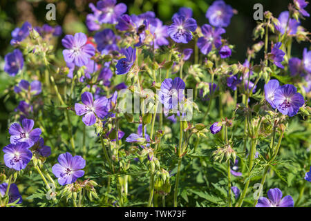 Geranium pratense oder Meadow Crane's Bill Blumen in einem Garten Stockfoto