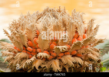 Nahaufnahme der weiblichen Pflanze (cycas revoluta cyca) im Parque Terra Nostra, Azoren, Portugal fotografiert. Stockfoto