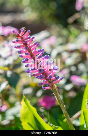 Streichholz Bromelie, aechmea im Garten gamosepala Blume rosa und blau Stockfoto