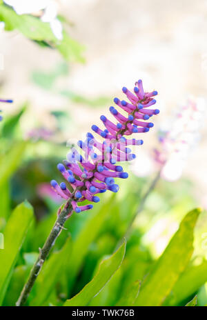 Streichholz Bromelie, aechmea im Garten gamosepala Blume rosa und blau Stockfoto