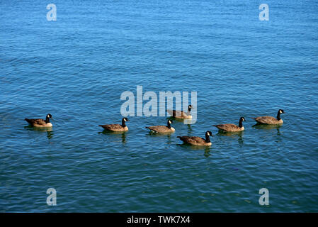 Enten im Wasser Stockfoto