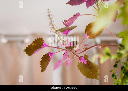 Coleus ist eine Gattung von Blütenpflanzen in der Familie Lamiaceae. Eine beliebte hängenden Zimmerpflanzen, die kleine Sonne erfordern. Stockfoto