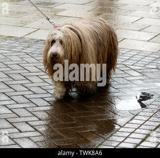 Ein nasser Bearded Collie Hund Stockfoto