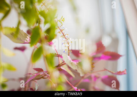 Coleus ist eine Gattung von Blütenpflanzen in der Familie Lamiaceae. Eine beliebte hängenden Zimmerpflanzen, die kleine Sonne erfordern. Stockfoto