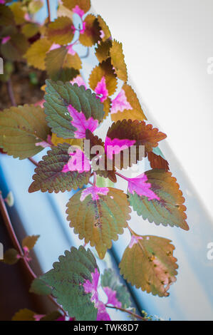 Coleus ist eine Gattung von Blütenpflanzen in der Familie Lamiaceae. Eine beliebte hängenden Zimmerpflanzen, die kleine Sonne erfordern. Stockfoto