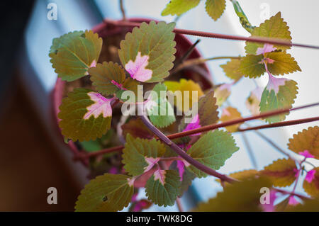 Coleus ist eine Gattung von Blütenpflanzen in der Familie Lamiaceae. Eine beliebte hängenden Zimmerpflanzen, die kleine Sonne erfordern. Stockfoto