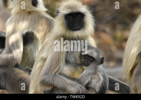 Stillen Indischen grau Langur, Semnopithecus, Comares, Madhya Pradesh, Indien. Stockfoto