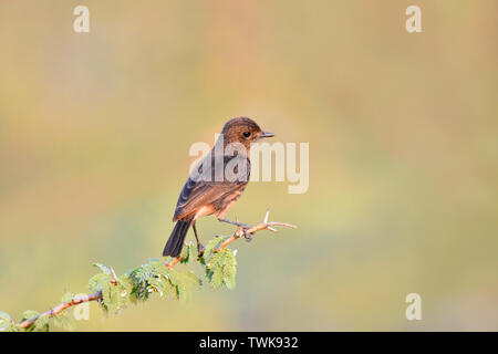 Bushchat, Saxicola caprata, weiblich, Pune, Maharashtra, Indien. Stockfoto