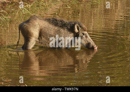 Indisches Wildschwein, Sus scrofa cristatus, Bandhavgarh Madhya Pradesh, Indien. Stockfoto