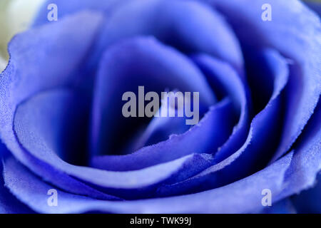 Close-up schönen blauen Rosenblüten Stockfoto