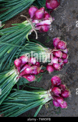 Bündeln der Frühling Zwiebel, Allium fistulosum. Stockfoto