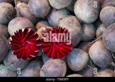 Rote Beete Wurzelgemüse, Beta vulgaris, Ansicht von oben. Stockfoto