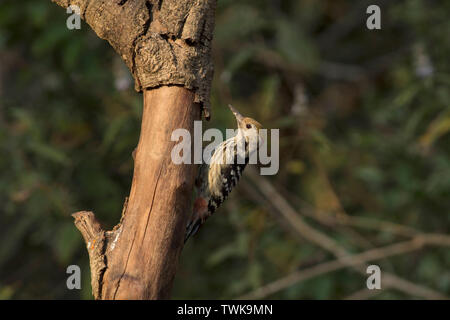 Braun mit Glasfront, Specht, weiblich, Dendrocoptes auriceps, Sattal, Uttarakhand, Indien. Stockfoto