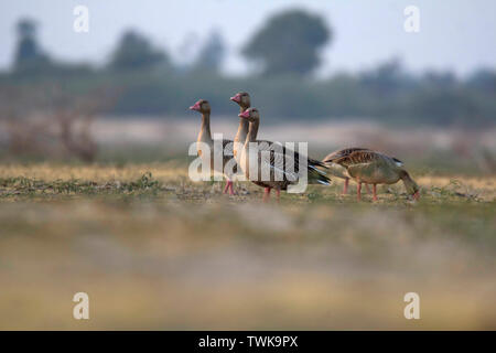 Graugans, Anser anser, wenig Rann von Kutch, Gujarat, Indien. Stockfoto