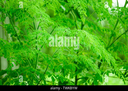 Natürliche Moringa Blätter grün Hintergrund Stockfoto