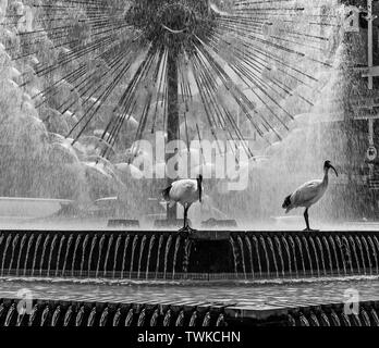 Paar ibis Vögel in Schwarz und Weiß, mit der schönen El Alamein Memorial Fountain im Hintergrund, Kings Cross, Sydney, Australien Stockfoto